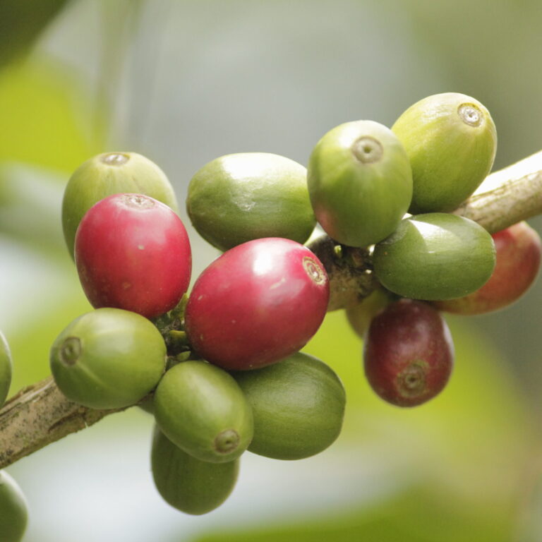 Rama de café con frutos maduros y verdes