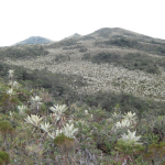 fotografia de frailejones del paramo de miraflores en garzon y gigante en el Huila.
