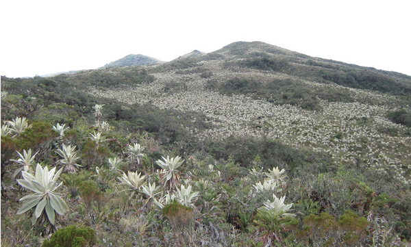 fotografia de frailejones del paramo de miraflores en garzon y gigante en el Huila.